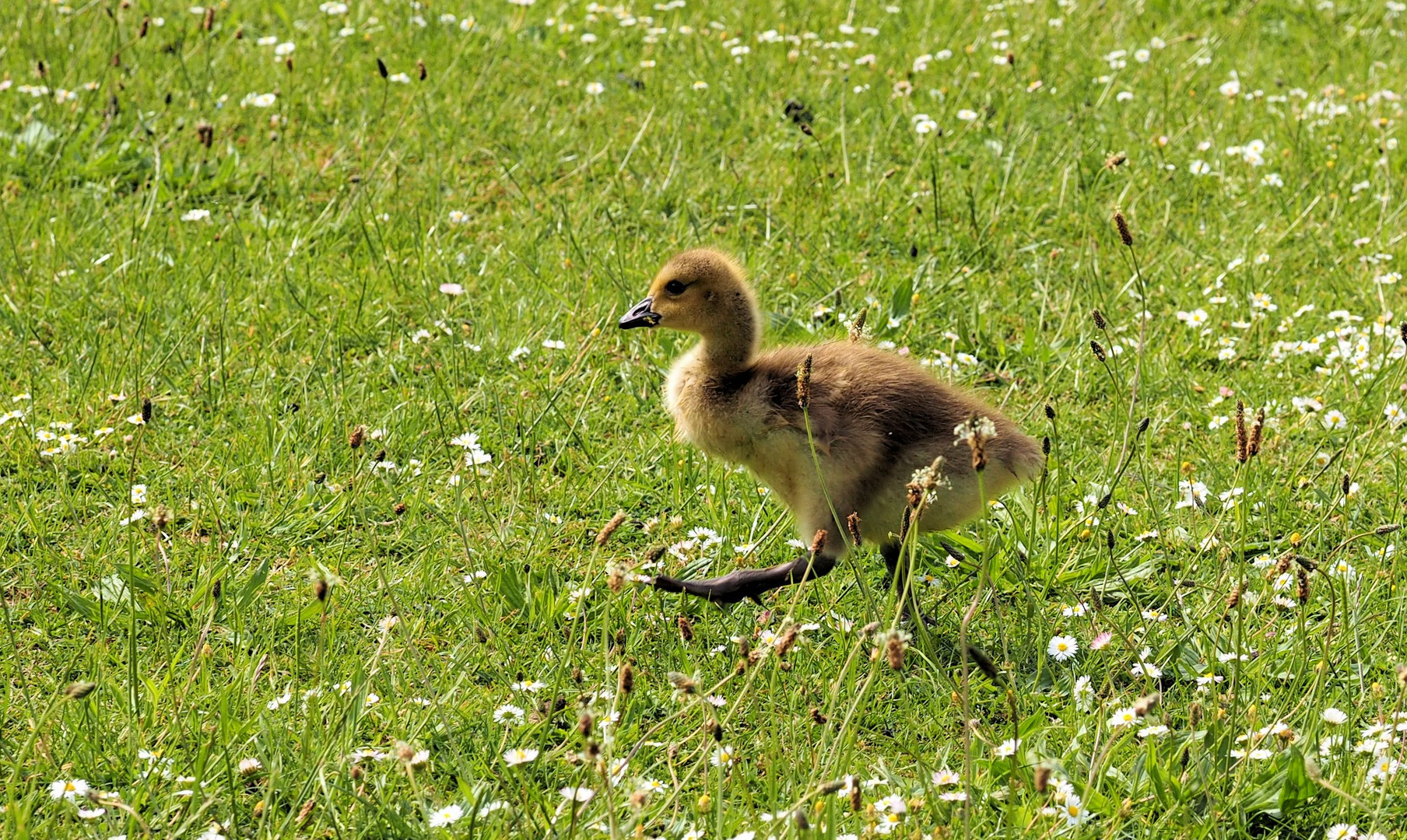 Jetzt aber flott.....