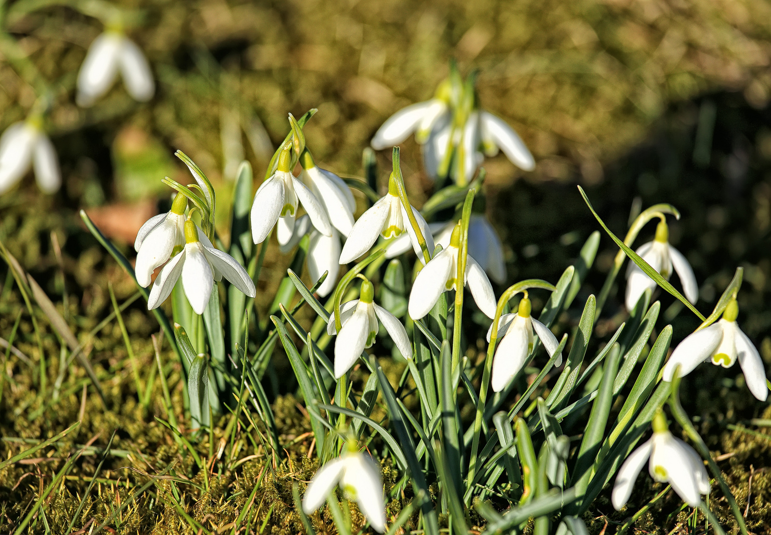 Jetzt aber mache hine ... Frühling