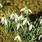 Jetzt aber mache hine ... Frühling