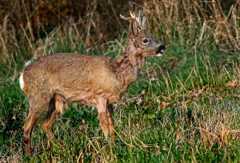 "Jetzt aber runter, mit den Wintersachen - der Frühling ist da"