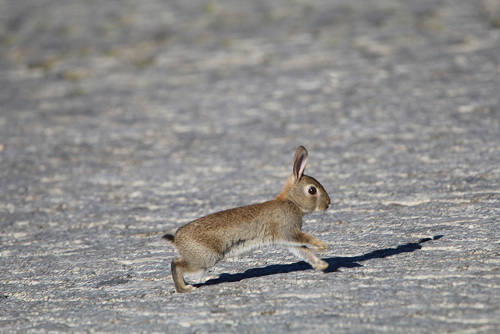 Jetzt aber schnell weg bevor der Fuchs mich sieht.