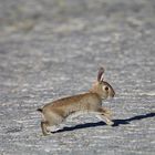 Jetzt aber schnell weg bevor der Fuchs mich sieht.