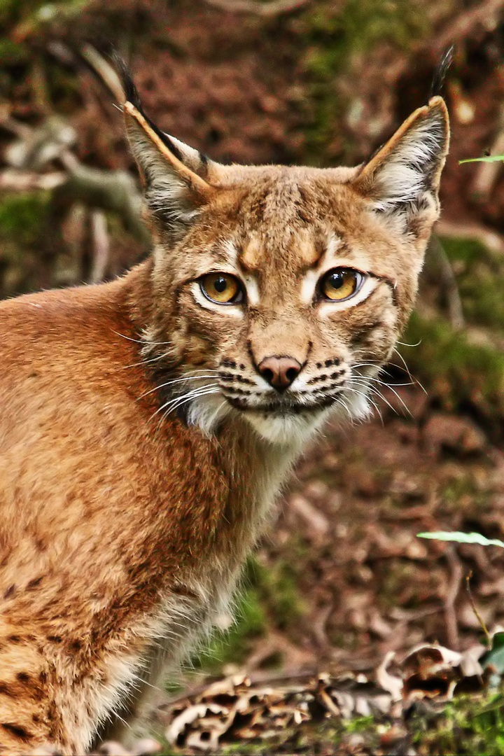 "Jetzt als Normalbearbeitung" (Luchs aus dem Nürnberger Tiergarten)