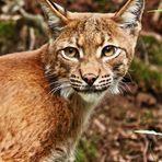 "Jetzt als Normalbearbeitung" (Luchs aus dem Nürnberger Tiergarten)