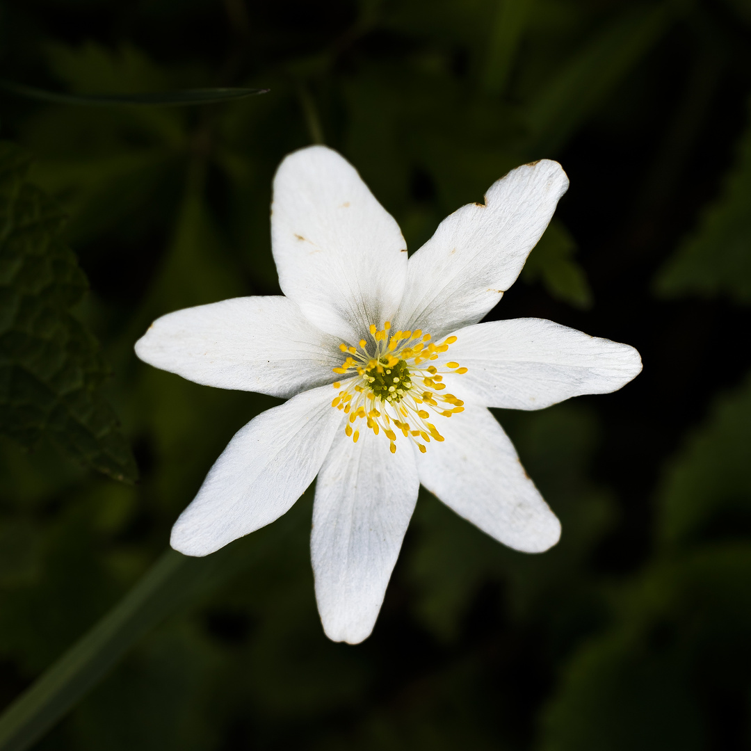 Jetzt auch da, die Frühlingswiesen-Blüher