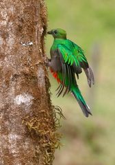 Jetzt auch noch Madame Quetzal!