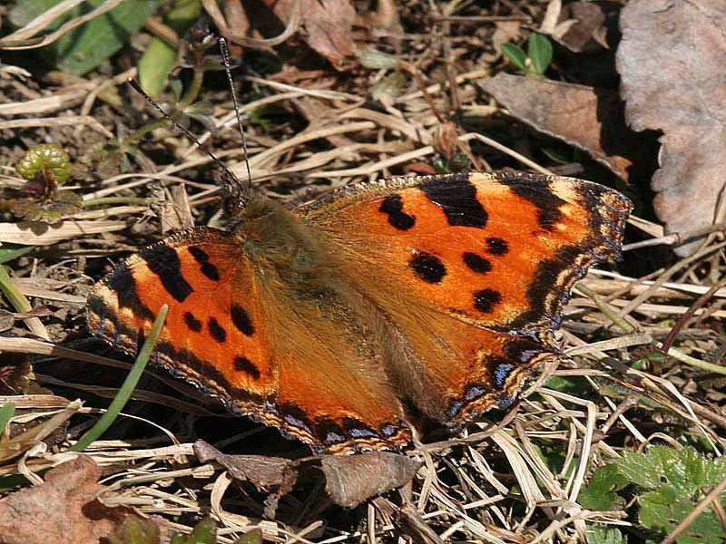 Jetzt auf Großen Fuchs achten - Meldungen erwünscht !