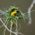 Jetzt bau ich mir ein Nest