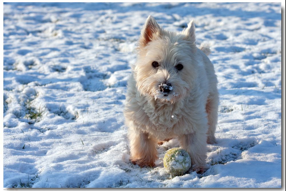 Jetzt bauen wir einen Schneemann