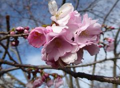 Jetzt beginnt der Frühling...