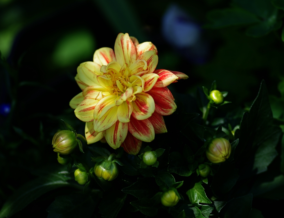 Jetzt beginnt die Zeit der Farben im Garten