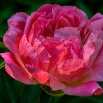 Jetzt beginnt wieder die Rosenblütenzeit!