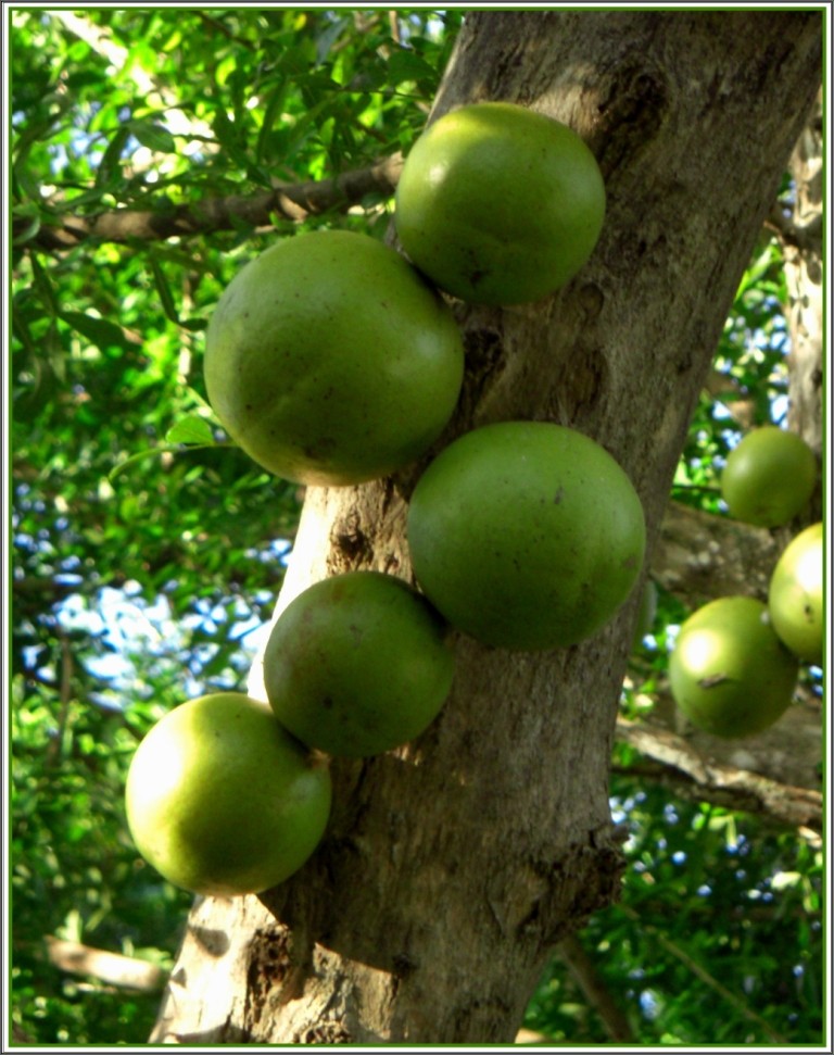 Jetzt BEKANNTE Frucht aus Nicaragua