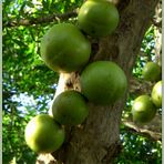 Jetzt BEKANNTE Frucht aus Nicaragua