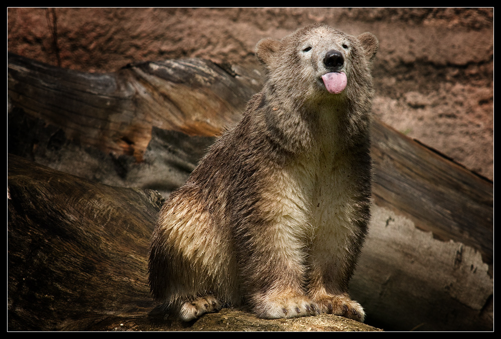 Jetzt bin ich auch ein Braunbär. Ätsch!