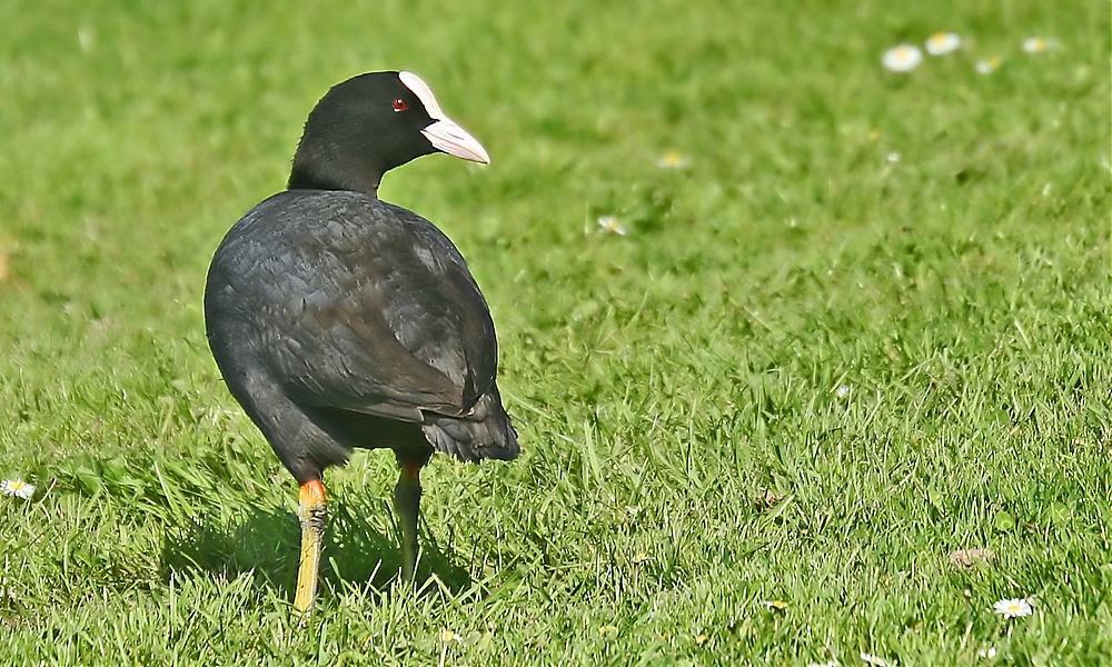 jetzt bin ich auf der wiese und wo gibs hier die futterstation mit dem netten service ?