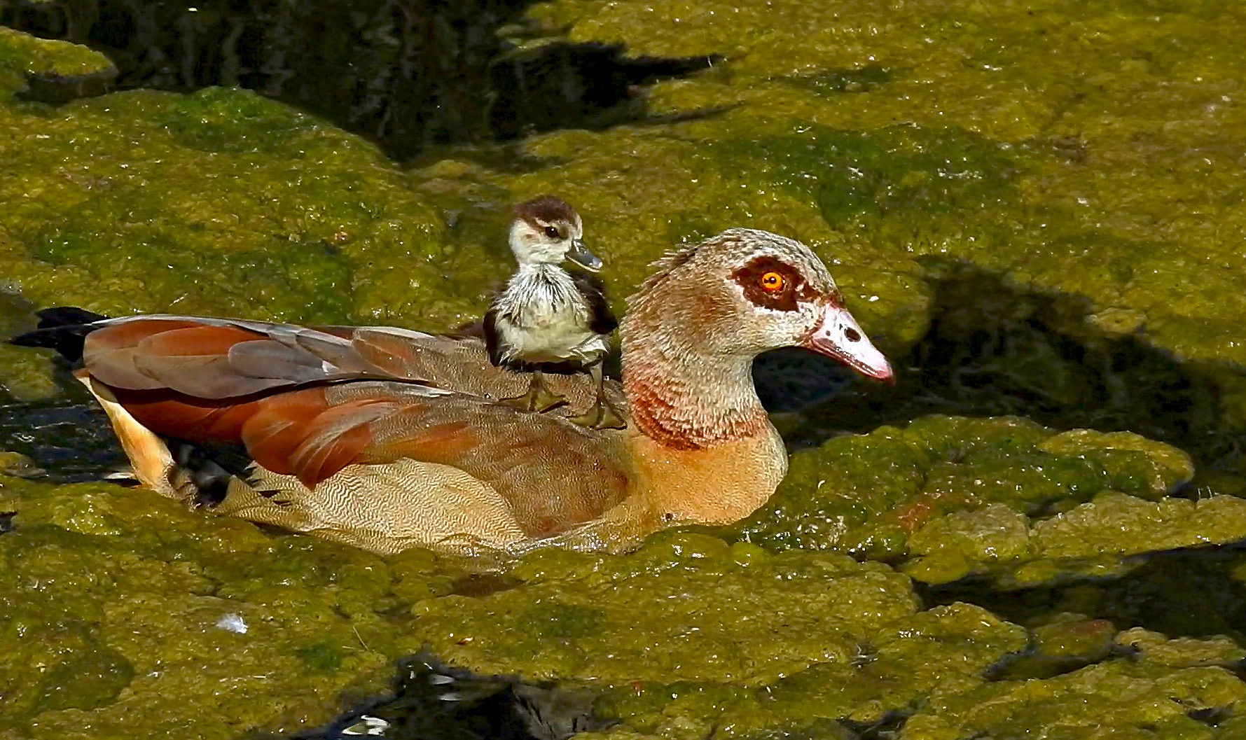 Jetzt bin ich schon so groß wie Mama ! - Je suis déjà aussi grand que maman !