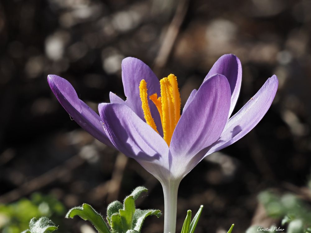 jetzt blühen auch bei uns die Krokusse