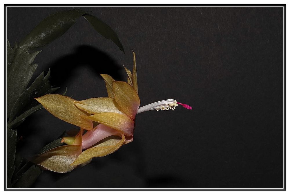 jetzt blühen die gelben... Foto & Bild fotos, natur, blumen Bilder