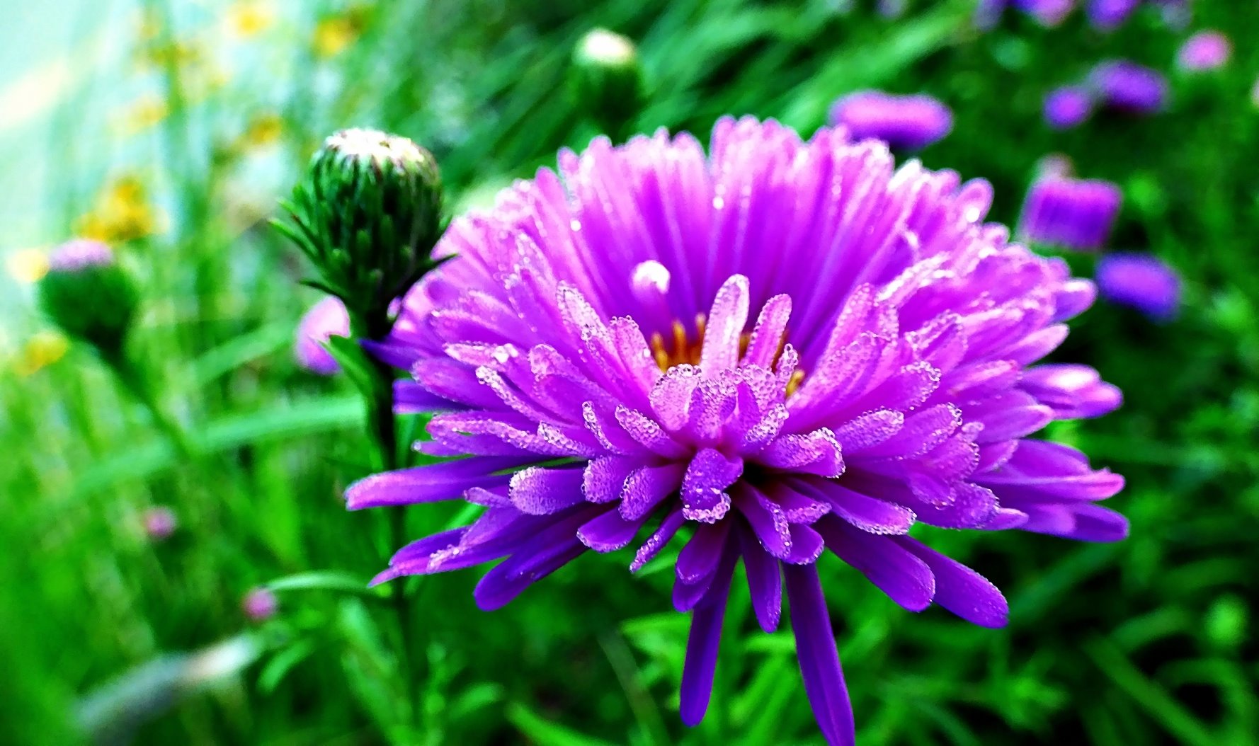 Jetzt blühen die Herbstastern, . . .