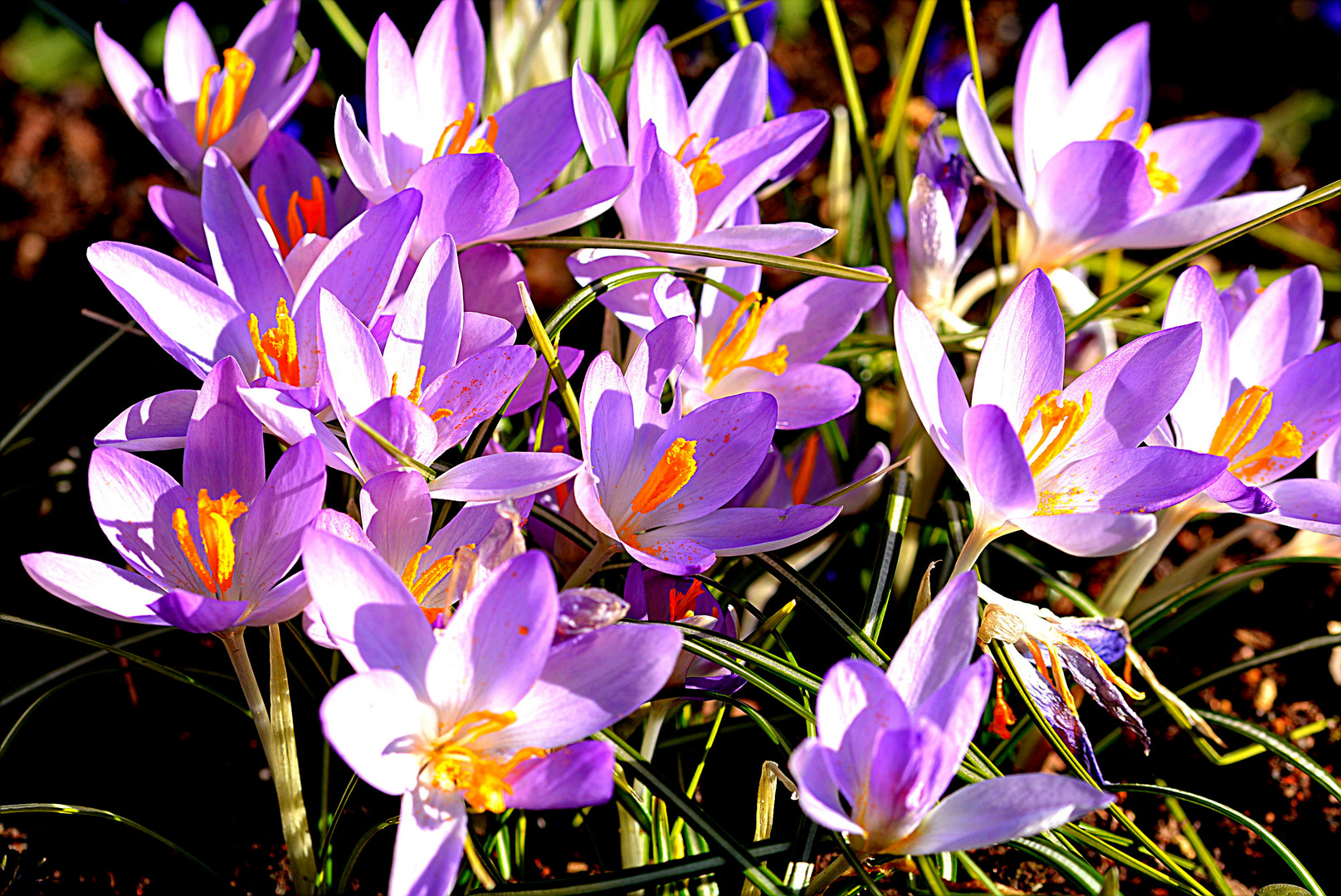 Jetzt blühen die Krokusse auch hier