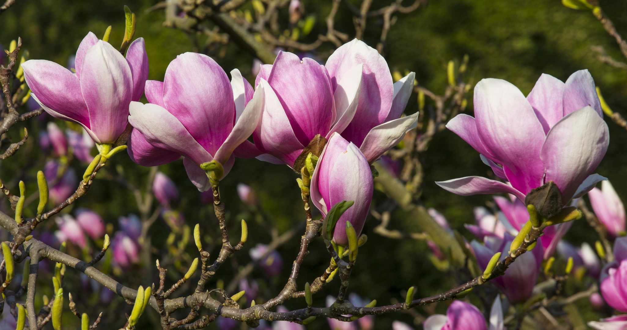 Jetzt blühen die Magnolien in der Wilhelma