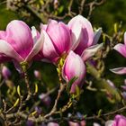 Jetzt blühen die Magnolien in der Wilhelma