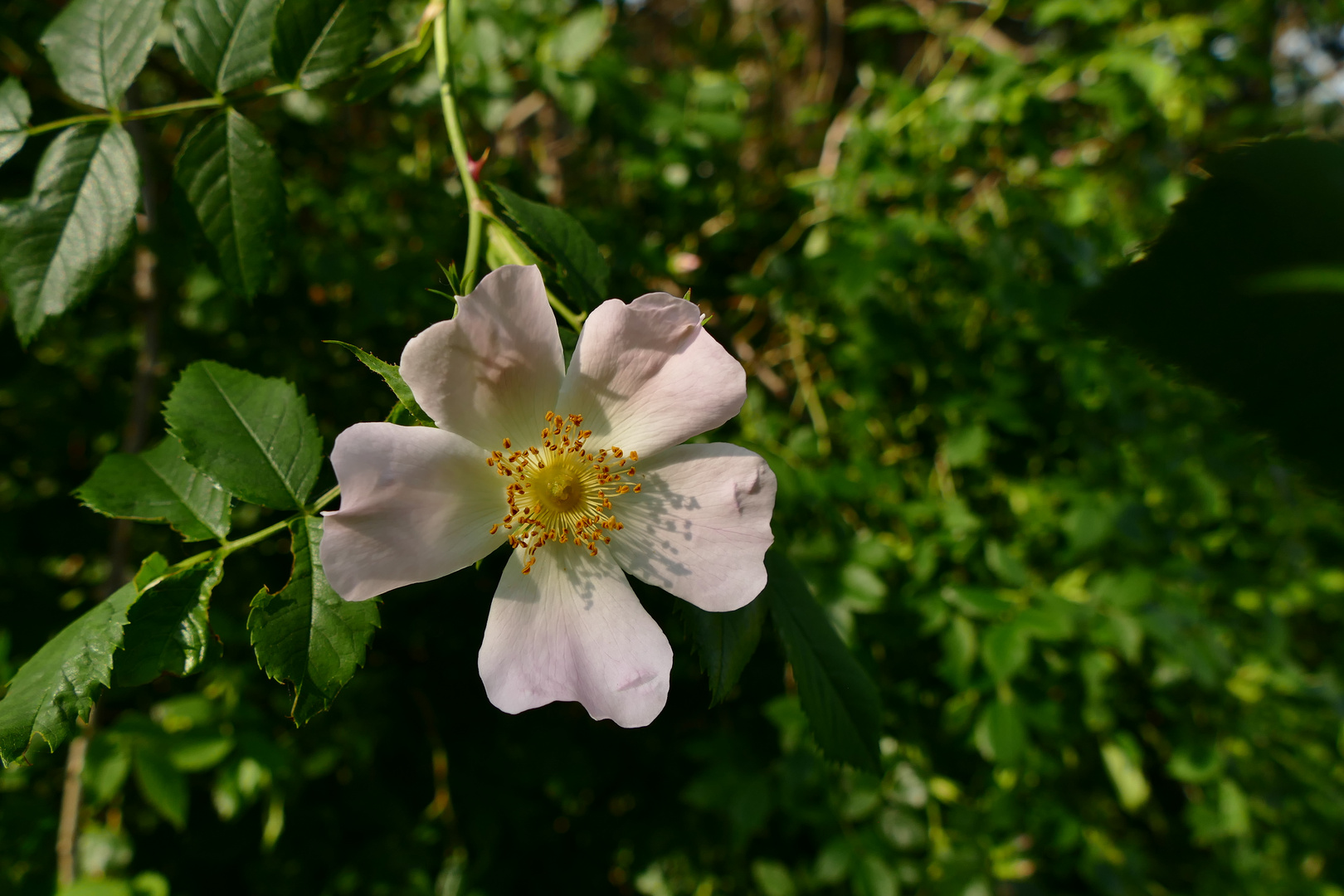 Jetzt blühen die wilden Rosen oder Hundsrosen.