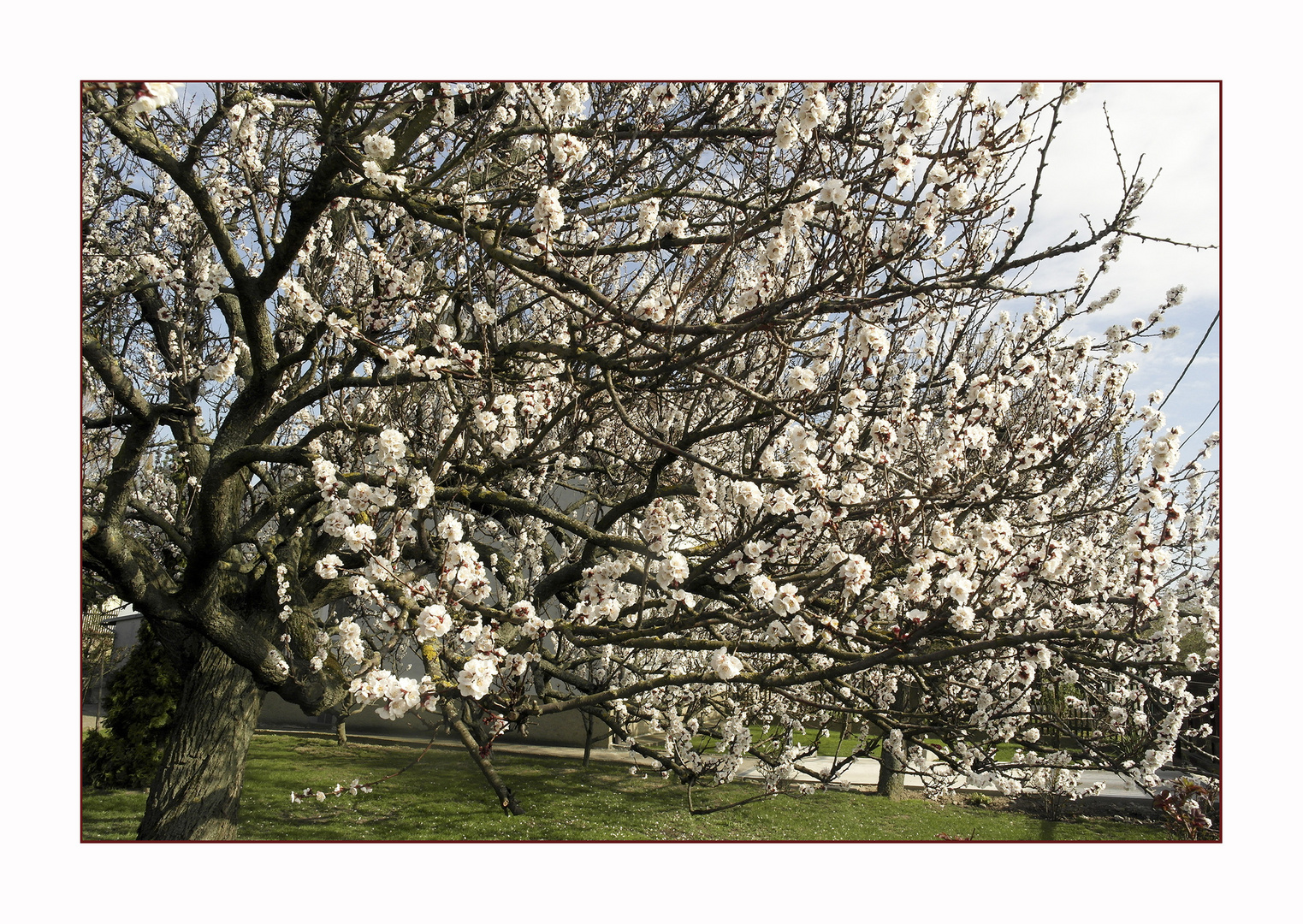 Jetzt blühen sie die Marillenbäume