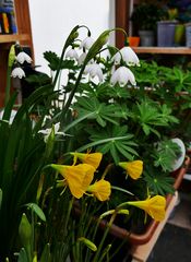 Jetzt blühen sie in der Gartenhütte