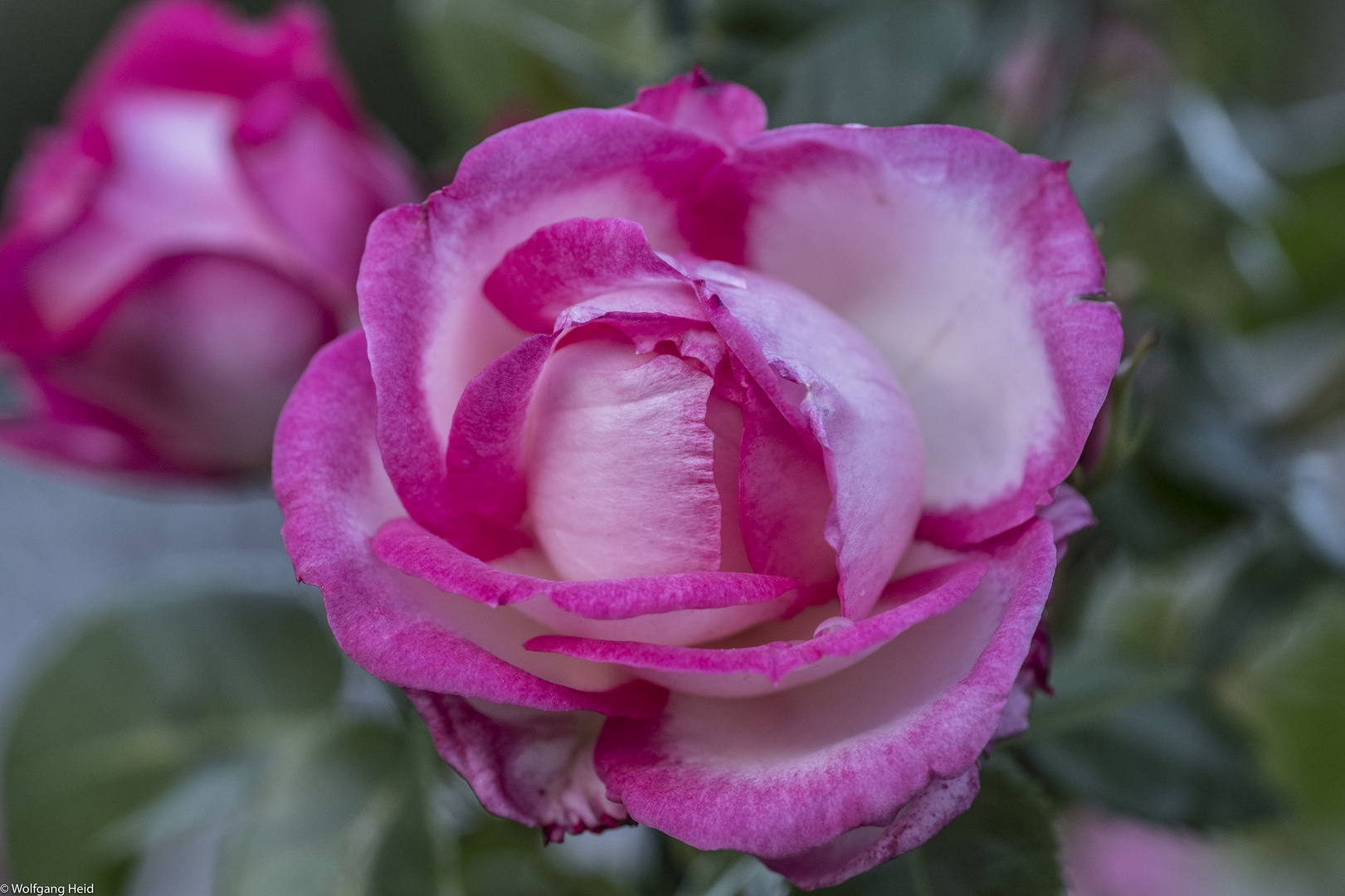 Jetzt blühen sie wieder, die Rosen: