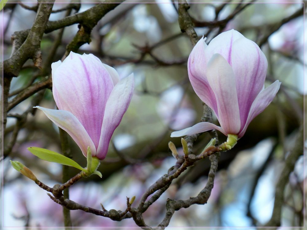 42+ Blumen Die Jetzt Blühen, Achte daher nicht nur auf die.
