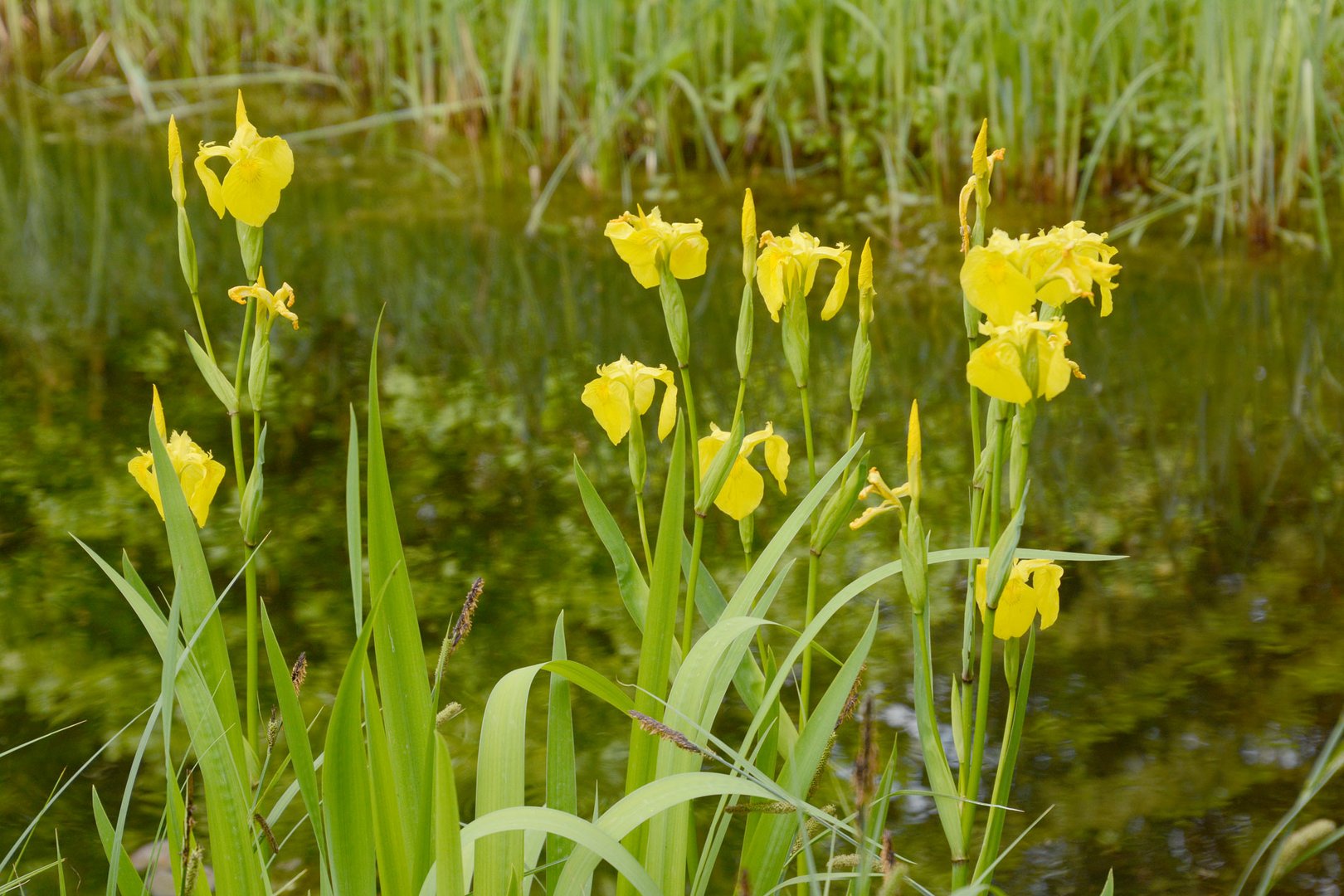 Jetzt blüht auch die Wasser-Schwertlilie (Gelbe Iris)