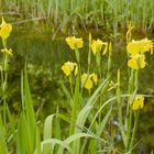 Jetzt blüht auch die Wasser-Schwertlilie (Gelbe Iris)