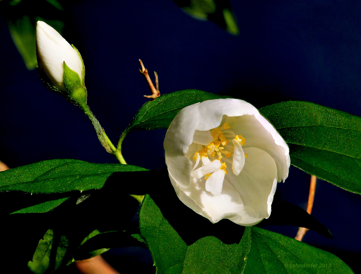 Jetzt blüht der Jasmin Foto & Bild pflanzen, pilze & flechten