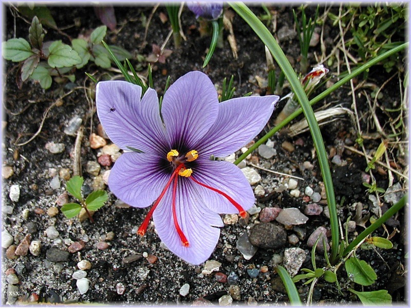 Jetzt blüht der Safrankrokus