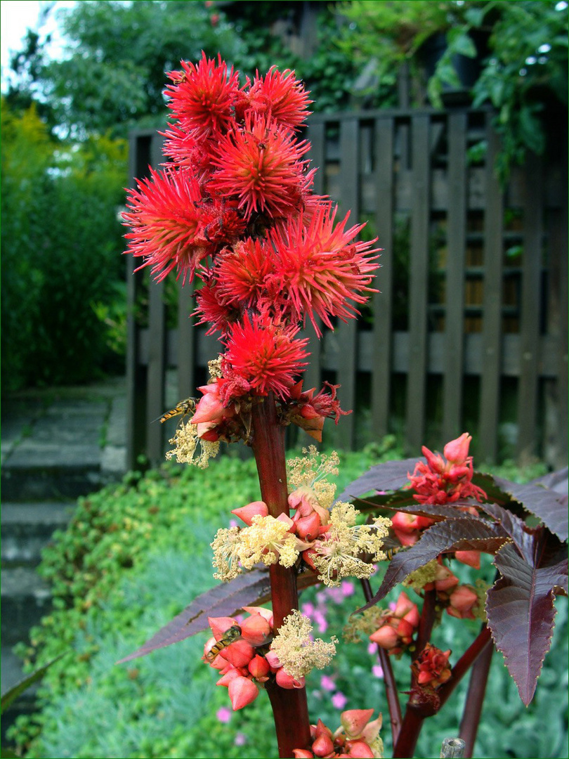 Jetzt blüht der Wunderbaum..