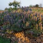 JETZT blüht er wieder: der auf Gomera endemische stachelfrüchtige Natternkopf