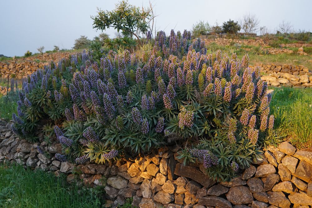 JETZT blüht er wieder: der auf Gomera endemische stachelfrüchtige Natternkopf