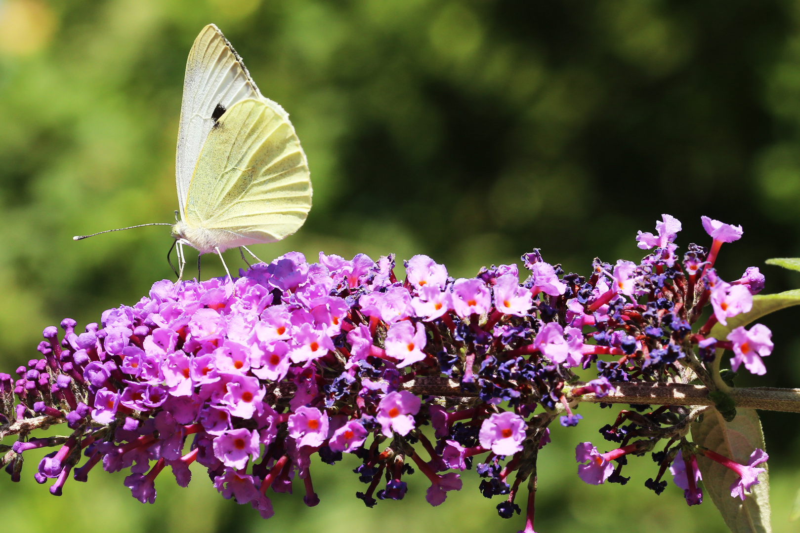 Jetzt blüht er wieder, der Sommerflieder!