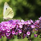 Jetzt blüht er wieder, der Sommerflieder!