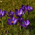 Jetzt blüht es im Garten an allen Ecken und Beeten