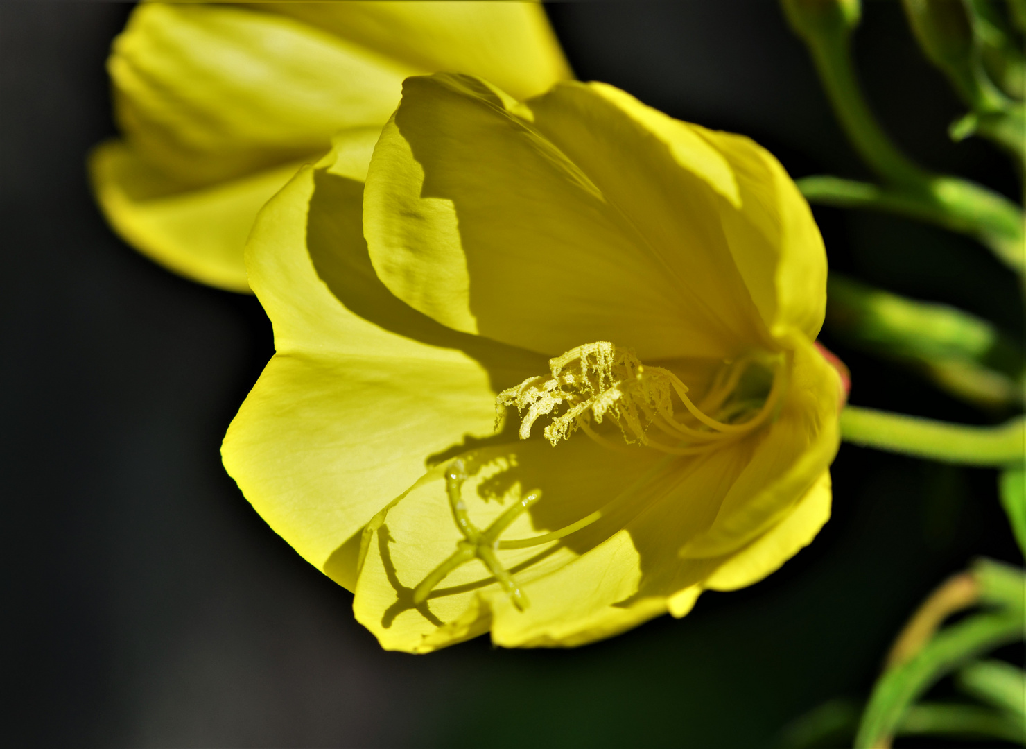 Jetzt blüht es wieder im Garten.....1