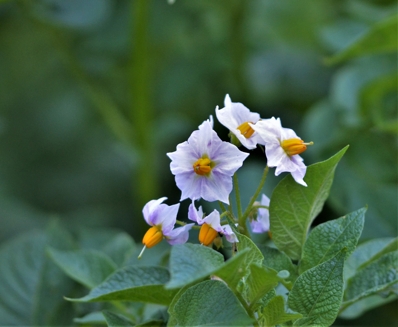 Jetzt blüht es wieder im Garten....4