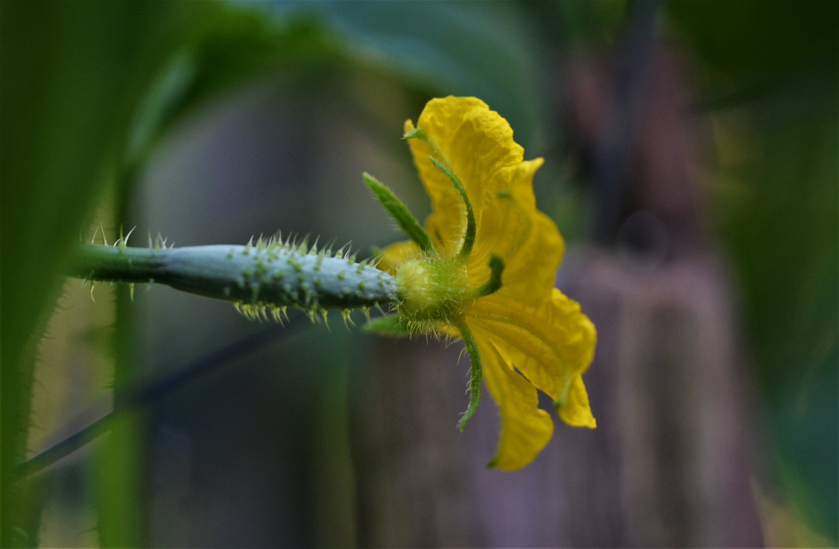 Jetzt blüht es wieder im Garten....5