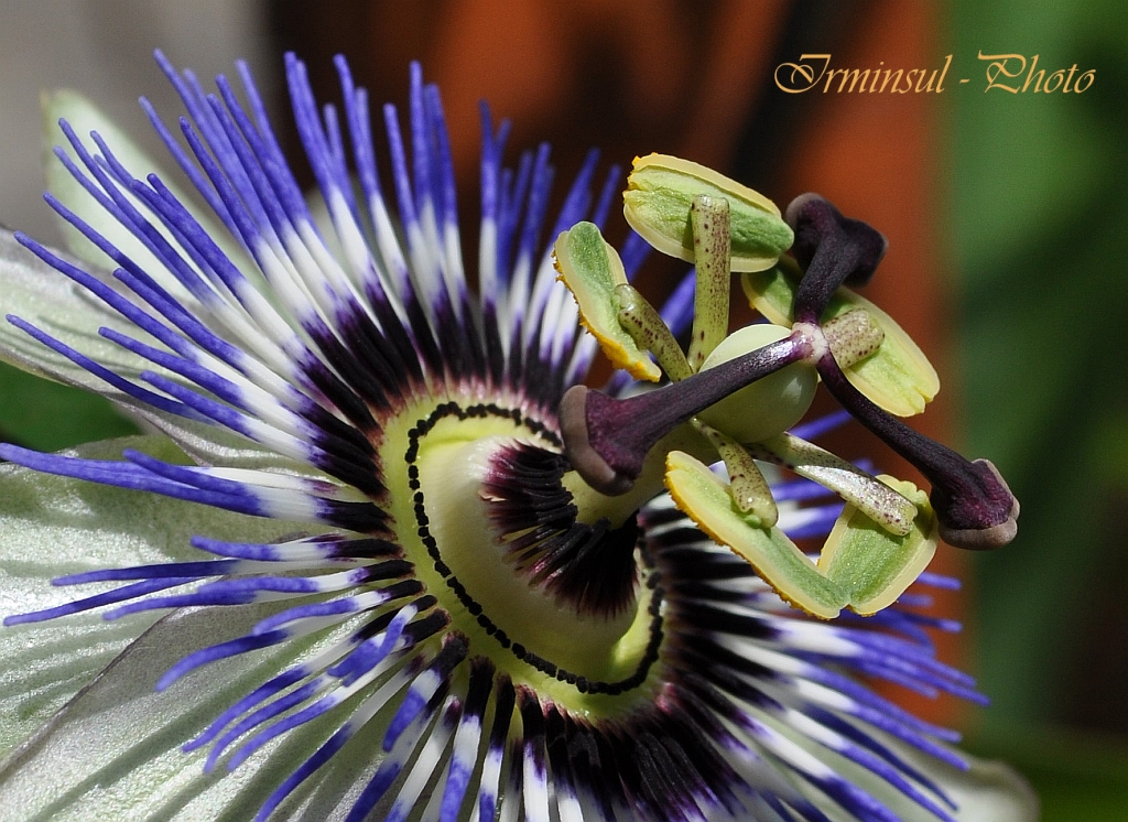 Jetzt blüht sie wieder .......meine Passiflora