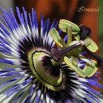 Jetzt blüht sie wieder .......meine Passiflora