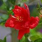 Jetzt blüht unser Hibiscus vor dem Haus...