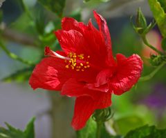 Jetzt blüht unser Hibiscus vor dem Haus...