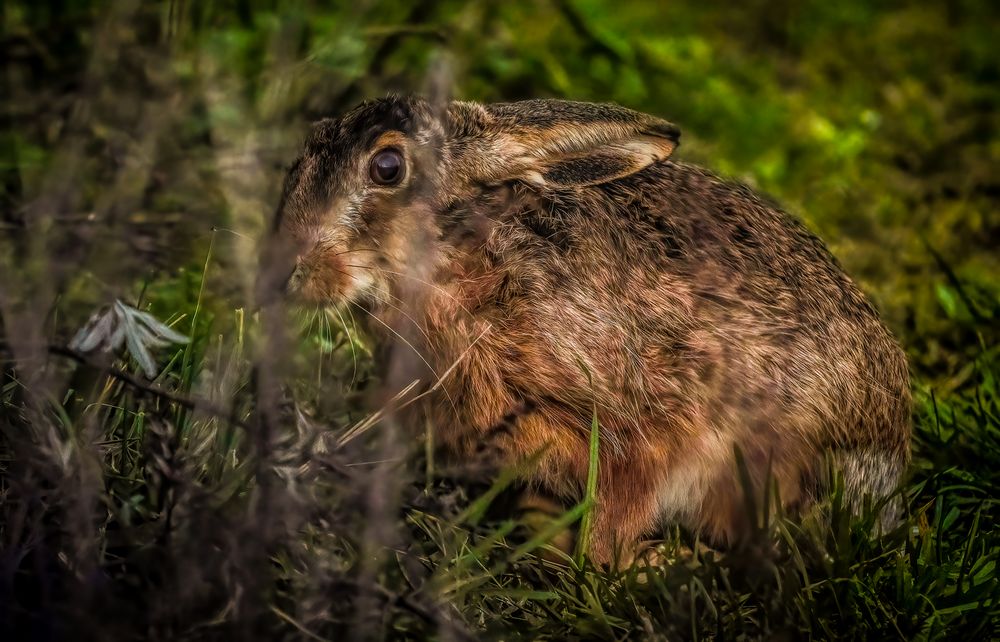 "JETZT DÄMMERT'S MIR" - leider (ISO 8000)